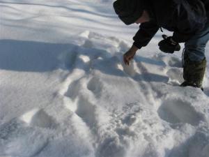 Erik checking out the tracks, where the animal turned around.