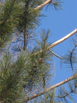 even-the-branches-small