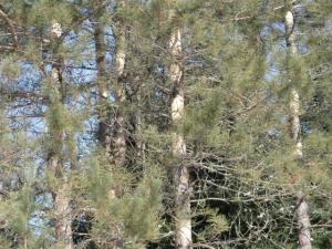 pines-close-up-small