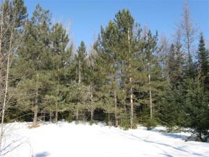 stand-of-pines-small