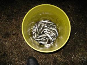 img_1108-medium img_1108-medium