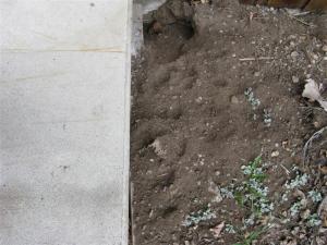 IMG_1133 (Medium) IMG_1133 (Medium)