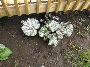 IMG_1174 (Large) IMG_1174 (Large)